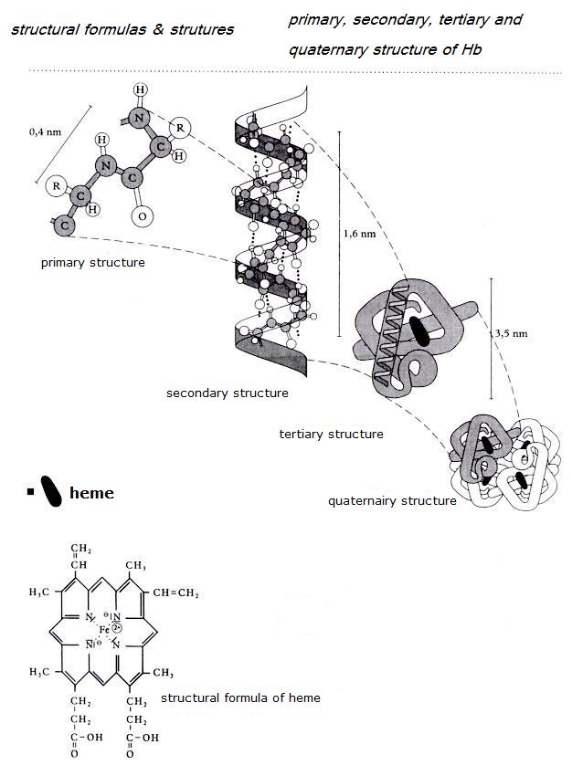 hemoglobine3 (59K)