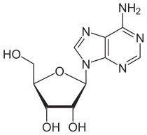 adenosine (8K)