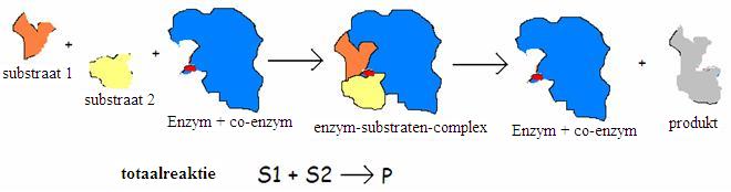 lip Systematisch namens biochemie